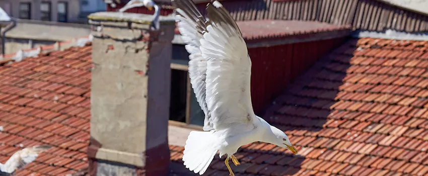 Residential Chimney Animal Removal Solution in Lake Worth, FL
