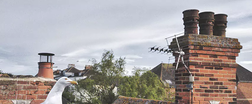 Chimney Cleaning And Restoration in Lake Worth, Florida